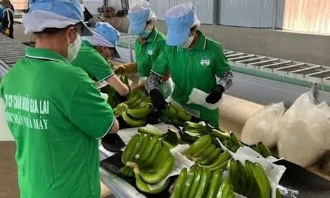 HAGL Agrico (HNG): Báo lỗ quý thứ 7 liên tiếp, lợi nhuận 9 tháng âm hơn nghìn tỷ đồng