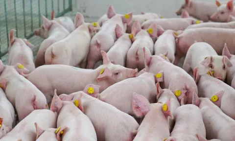 Giá heo hơi hôm nay 29/10: Toàn quốc lao dốc, mất đỉnh giá 55.000 đồng/kg
