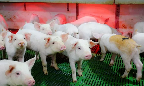Giá heo hơi hôm nay 30/10: Miền Bắc giữ vững phong độ, miền Trung rớt giá