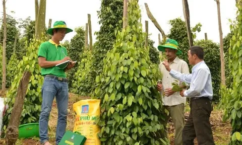 Chỉ có 1 loại thuế GTGT 5% mới được hoàn thuế: Cần thay đổi để tạo công bằng giữa các doanh nghiệp