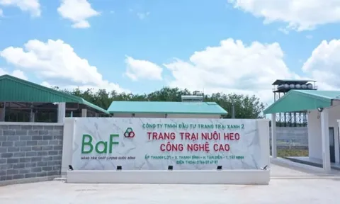 Giá lợn hơi lao dốc, lãi quý III của BAF giảm 66%