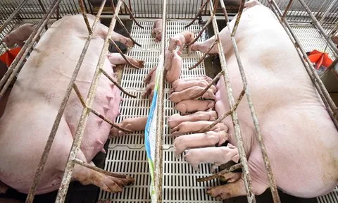 Giá thịt heo giảm, doanh nghiệp chăn nuôi lộ rõ bức tranh tài chính trái chiều