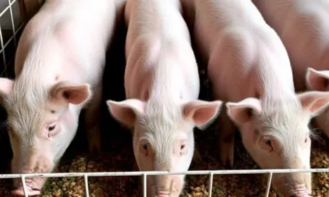 Giá heo hơi hôm nay 7/11: Bão giá 3 miền, mất đỉnh 52.000 đồng/kg