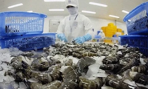 Hoa Kỳ điều tra chống trợ cấp với tôm nước ấm đông lạnh nhập khẩu từ Việt Nam