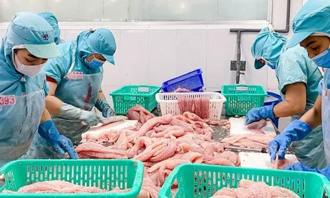 Doanh nghiệp thủy sản chìm trong màu buồn