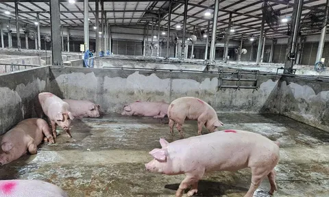 Giá heo hơi hôm nay 15/11: Miền Trung bất ngờ tăng nhẹ
