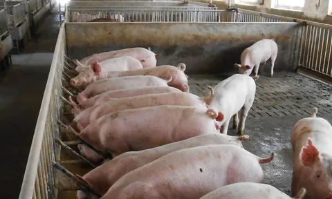 Giá heo hơi hôm nay 17/11: Thị trường tiếp tục giữ vững mức an toàn đầu tuần