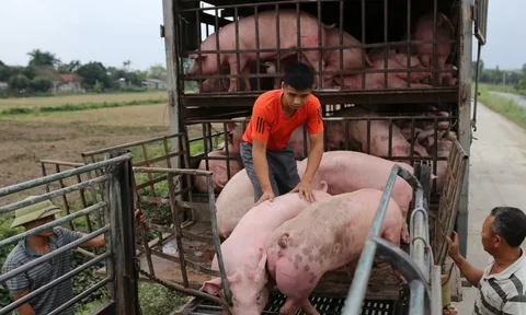 Giá heo hơi hôm nay 18/11: Miền Bắc điểm xanh, miền Trung "đỏ chót"