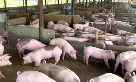 Giá heo hơi hôm nay 19/11: Đồng loạt tăng 1.000-2.000 đồng/kg cả 3 miền