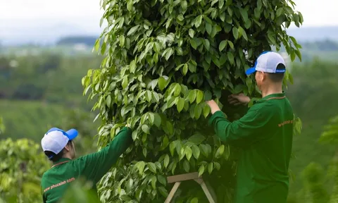 Giá tiêu hôm nay 25/11/2025: Tăng mạnh, tiến sát đỉnh kỷ lục