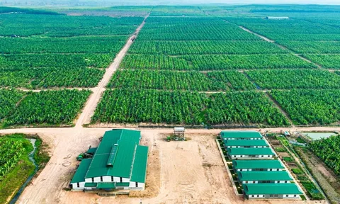 Thaco ký kết bán chuối 10 năm cho tập đoàn thực phẩm Mỹ, HNG rộng cửa phục hồi