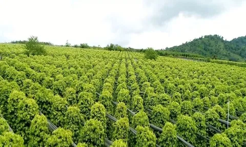 Giá tiêu hôm nay 3/12/2025: Chuỗi giảm kéo dài
