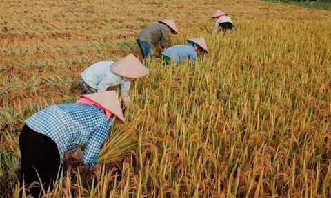 Giá gạo Việt lập đỉnh mới, đạt 663 USD/tấn