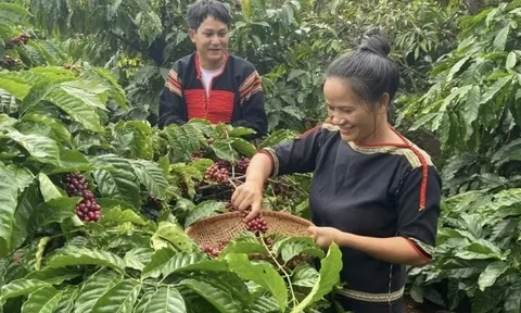Giá cà phê tiếp đà tăng mạnh