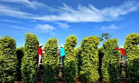 Giá tiêu hôm nay 9/12/2025: Tiếp tục lấy lại đà phục hồi nhẹ