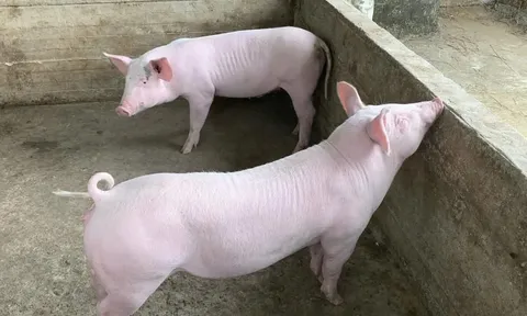 Giá heo hơi hôm nay 12/12/2025: 3 miền tăng mạnh, nâng đỉnh lên 62.000 đồng/kg