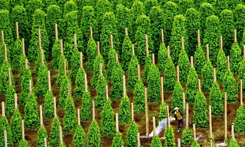 Giá tiêu hôm nay 16/12/2025: Tiếp chuỗi giảm nhẹ đầu tuần