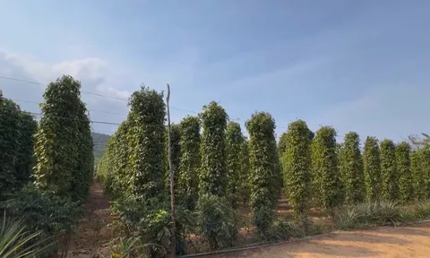 Giá tiêu hôm nay 18/12: Giá tiêu trong nước quay trở lại đà phục hồi