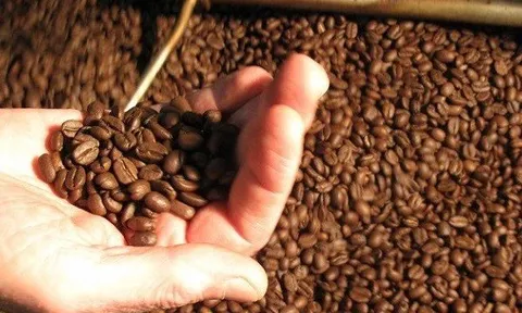 Giá cà phê xuất khẩu tiếp tục lập đỉnh: Những con số và dự báo