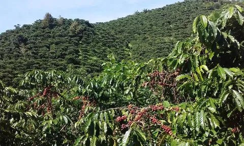 Giá cà phê hôm nay 19/12: Giảm mạnh gần 4.000 đồng/kg, chạm mốc 90.000 đồng