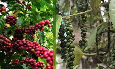 Ngày 24/12: Giá cà phê tăng nhẹ, giá tiêu giữ giá