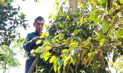 Ngày 25/12: Giá cà phê và hồ tiêu cùng tăng mạnh, nông dân không muốn bán cà phê