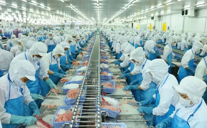 Một doanh nghiệp thủy sản chốt ngày tạm ứng cổ tức đợt 1/2026 bằng tiền mặt, tỷ lệ 8%