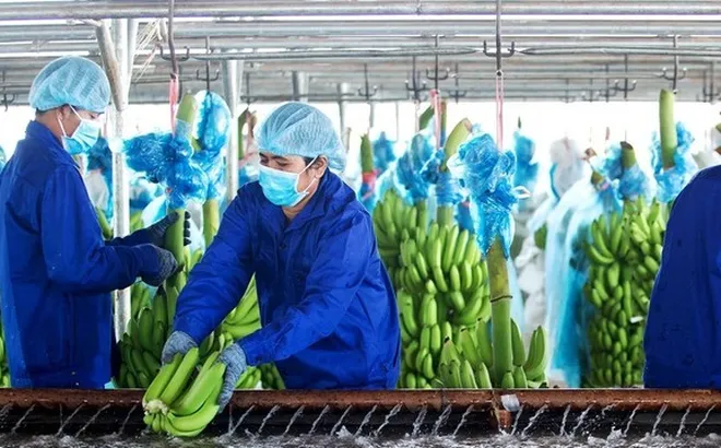 Khoản lỗ 6 tháng của HAGL Agrico "phình" thêm 152 tỷ đồng sau soát xét