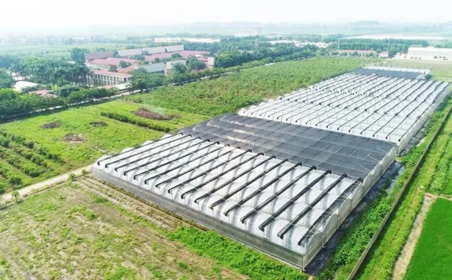 Doanh thu tại 'ông lớn' chăn nuôi Dabaco Group tăng trưởng hai chữ số, dòng tiền kinh doanh dương lớn